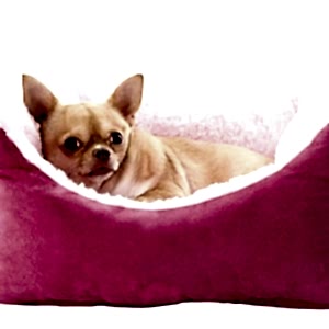 chihuahua and dog bed chihuahua and dog bed