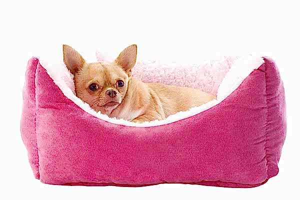chihuahua and dog bed