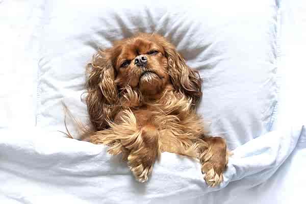 chihuahua and dog bed