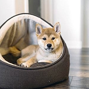 chihuahua and dog bed chihuahua and dog bed