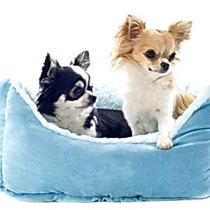 chihuahua and dog bed chihuahua and dog bed