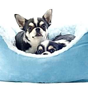 chihuahua and dog bed chihuahua and dog bed